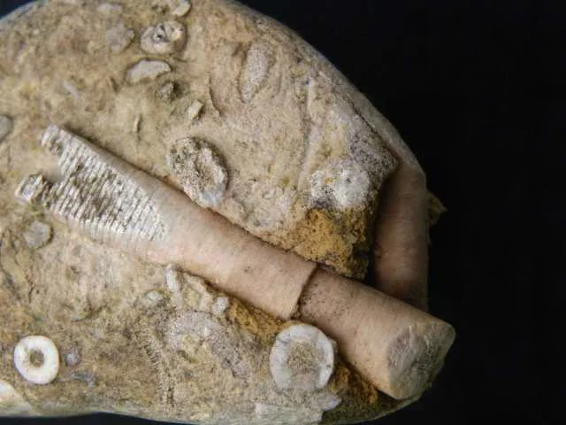 skamieniałości - szkarłupnie