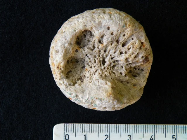 Carpospongia globosa - gąbka zmiennoszkieletowa