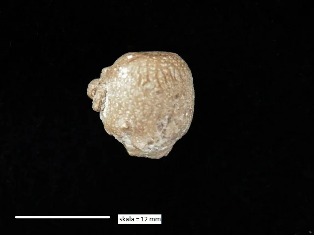 Siphonia pyriformis - gąbka