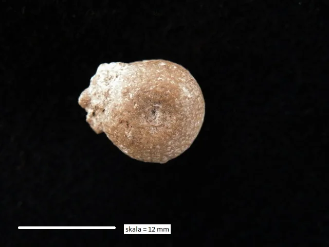 Siphonia pyriformis - gąbka