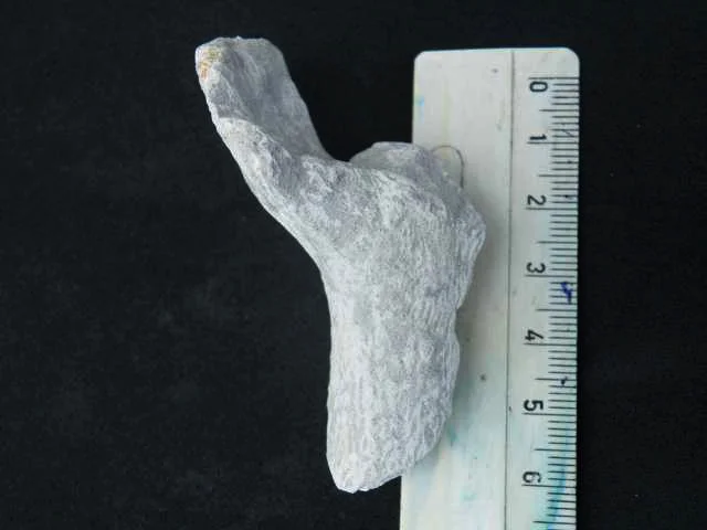 Rhizopoterion cribrosum - fragment gąbki szklistoszkieletowej