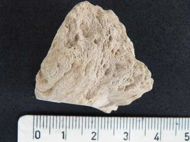 Ophiraphidites - fragment gąbki