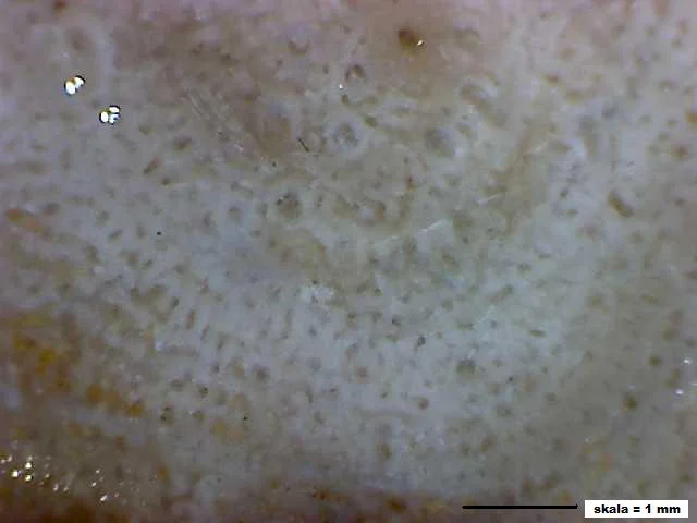 Stromatopora - stromatoporoid
