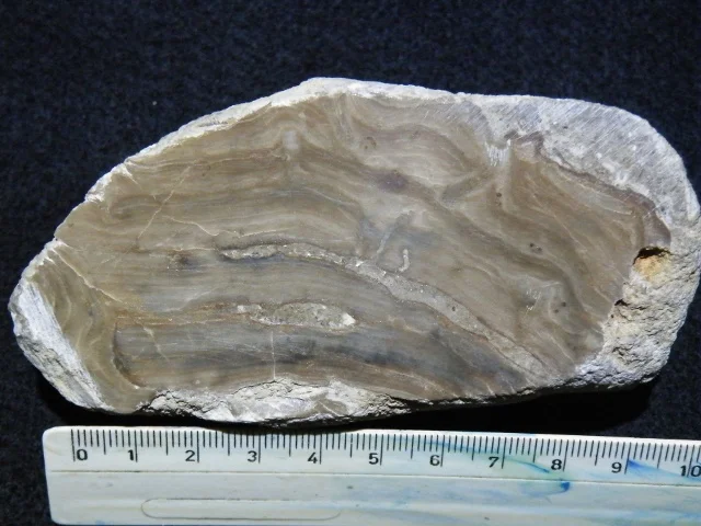 Stromatopora bekkeri - stromatoporoid