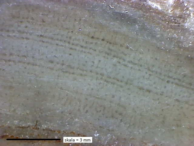 Stromatopora bekkeri - stromatoporoid