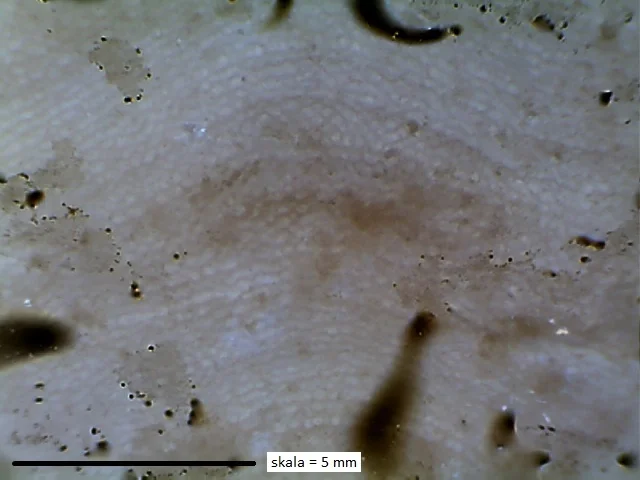 Clathrodictyon boreale - stromatoporoid