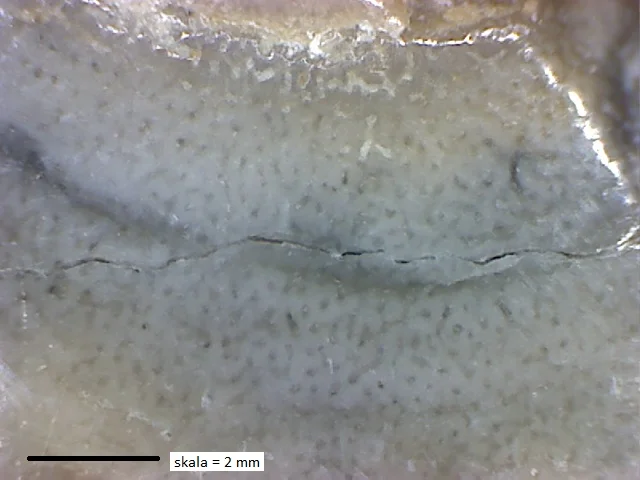 Stromatopora - stromatoporoid