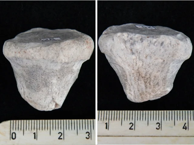 Rhizopoterion cribrosum - fragment gąbki