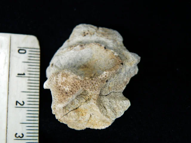 Aphrocallistes - fragment gąbki