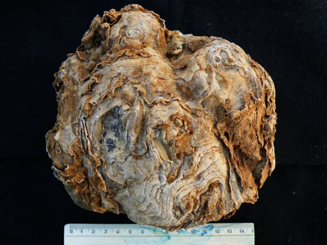 Stromatopora