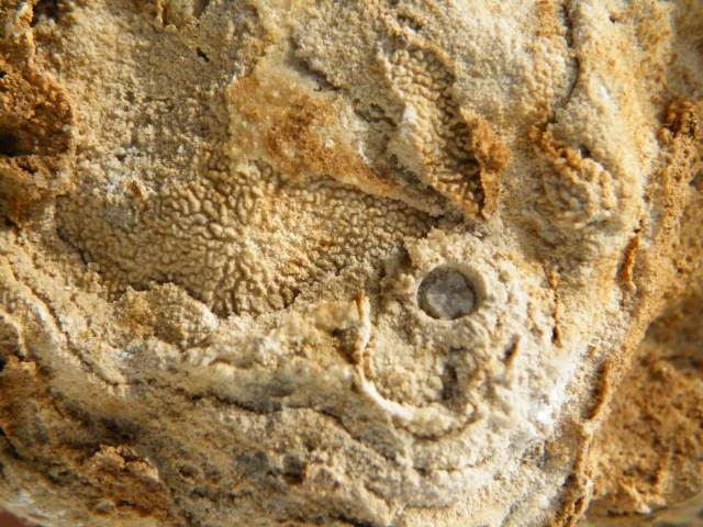 Stromatopora
