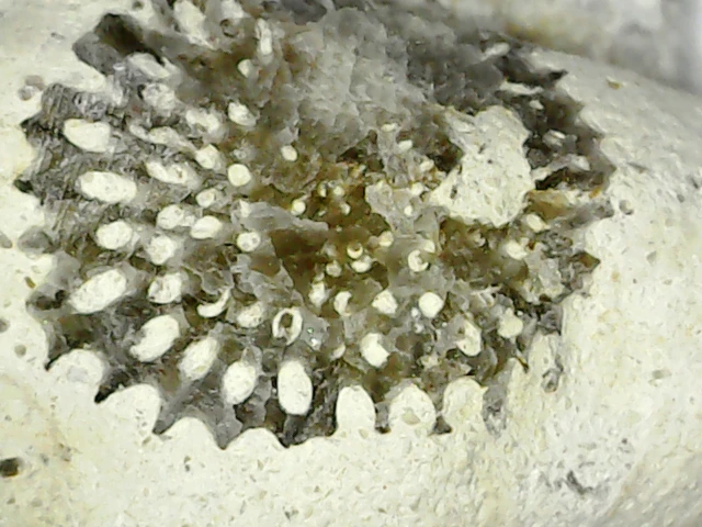 Coelosphaeridium - alga