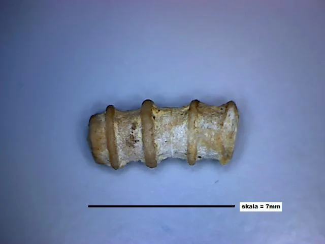 Tentaculites - fragment tentakulita
