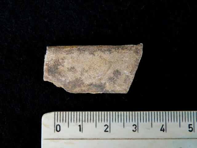 Baculites - fragment amonita