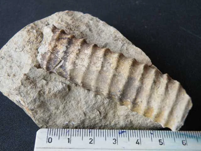 Ctenoceras - fragment głowonoga