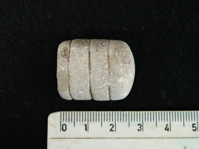 fragment głowonoga