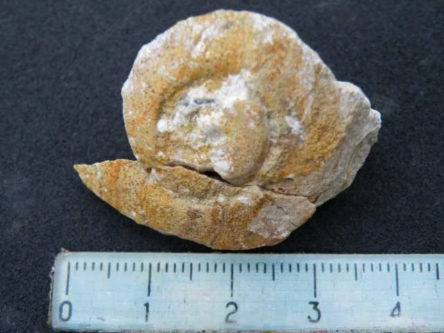 Raphistoma lub Cymbularia - ślimak