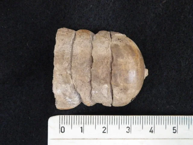 Orthoceras - fragment głowonoga
