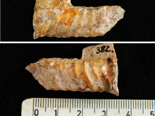 Ctenoceras sp. - fragment głowonoga