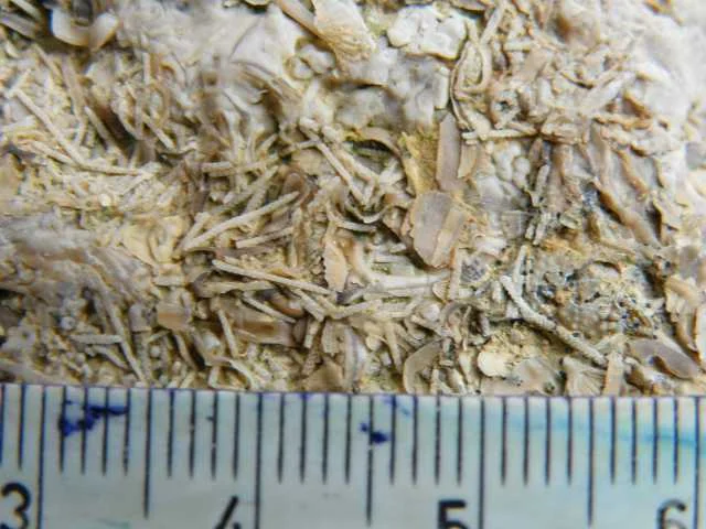 Nematopora - fragmenty mszywioła