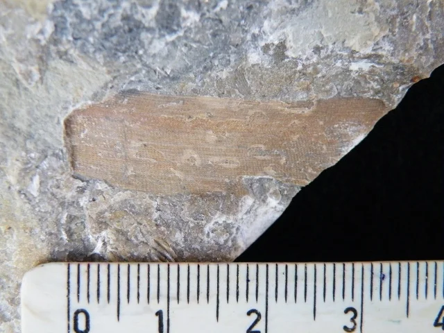 Ptilodictya lanceolata - fragment mszywioła