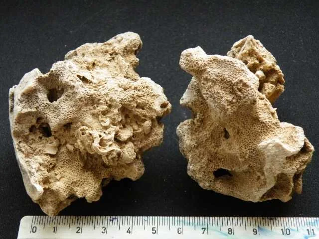 koralowiec denkowy (Tabulata)