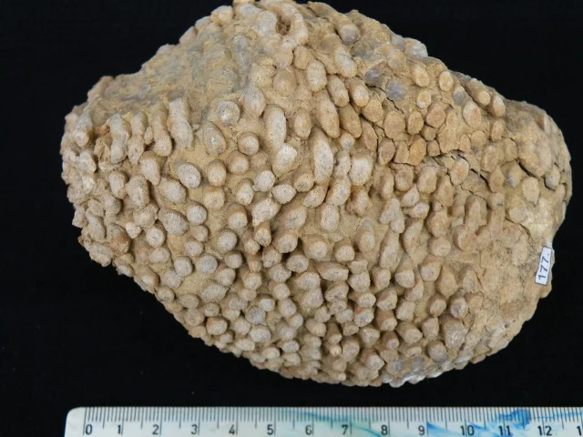 Palaeophyllum fasciculus - koralowiec czteropromienny (Rugosa)