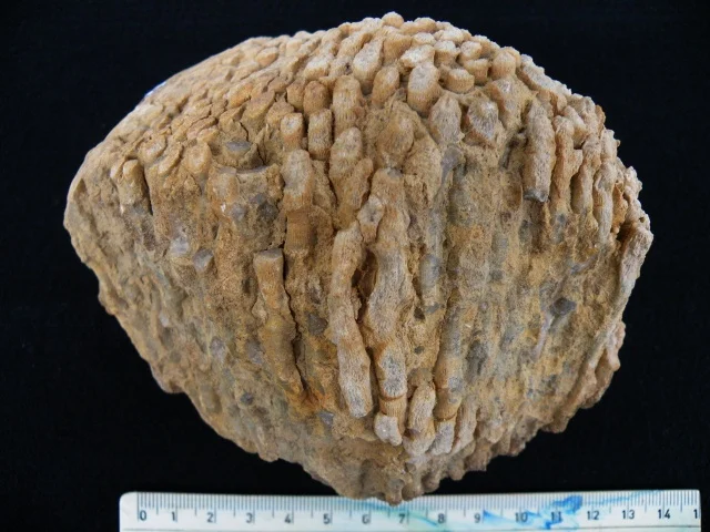 Palaeophyllum fasciculus - koralowiec czteropromienny (Rugosa)