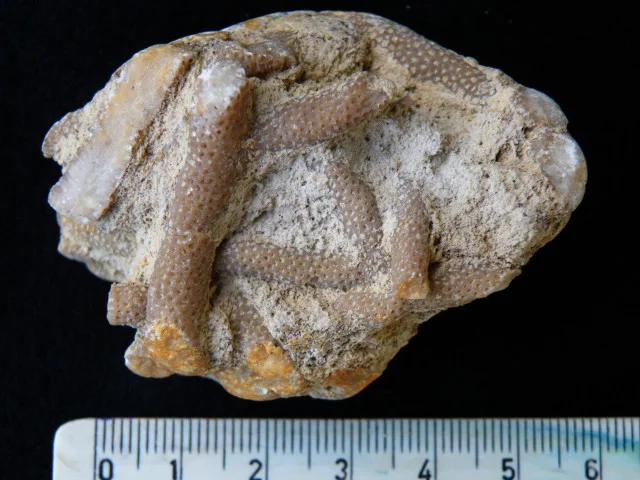 Thamnopora - koralowiec denkowy (Tabulata)