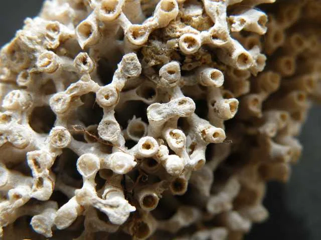 Syringopora - koralowiec denkowy (Tabulata)