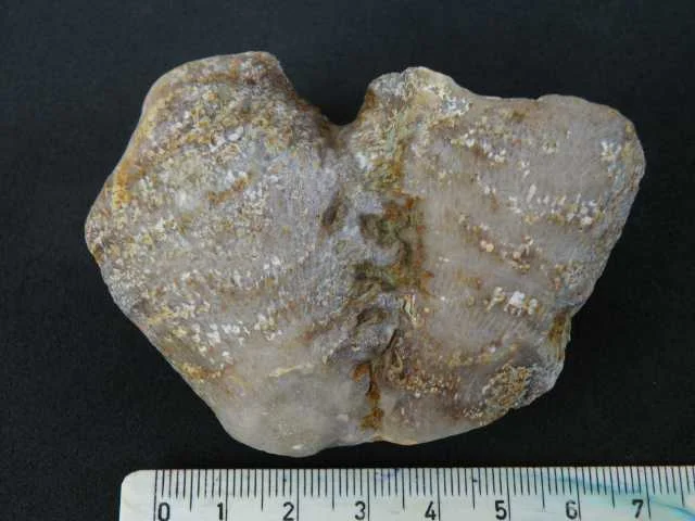 Ketophyllum? - koralowiec czteropromienny (Rugosa)