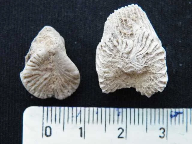Streptelasma calicula - koralowiec czteropromienny (Rugosa)