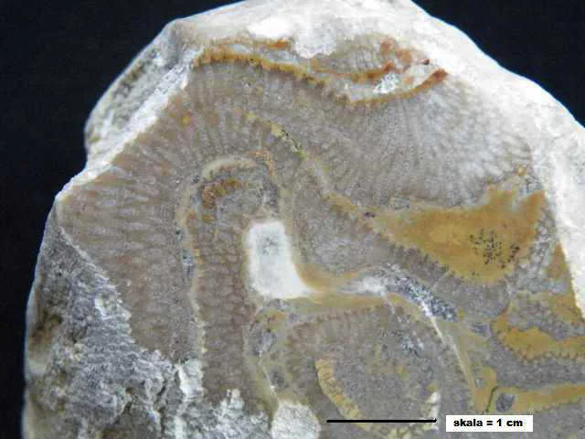 Paleofavosites - koralowiec denkowy (Tabulata)