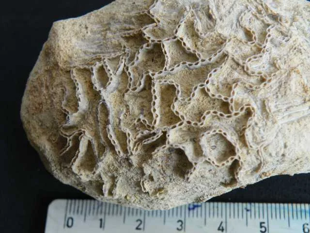 Catenipora - koralowiec denkowy (Tabulata)
