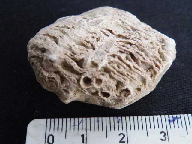 Sarcinula organum - koralowiec denkowy (Tabulata)