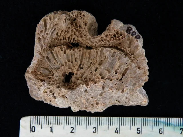 Favosites - koralowiec denkowy (Tabulata)