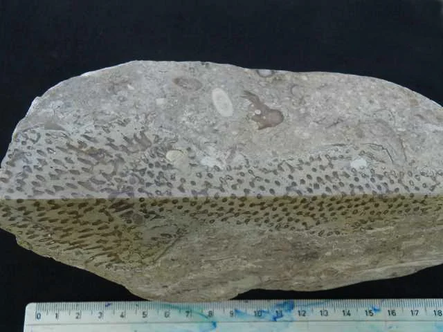 Syringopora - koralowiec denkowy (Tabulata)