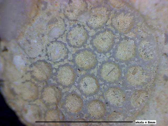 Heliolites - koralowiec denkowy (Tabulata)
