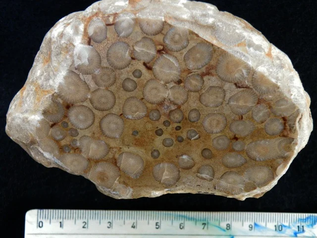 Entelophyllum - koralowiec czteropromienny (Rugosa)