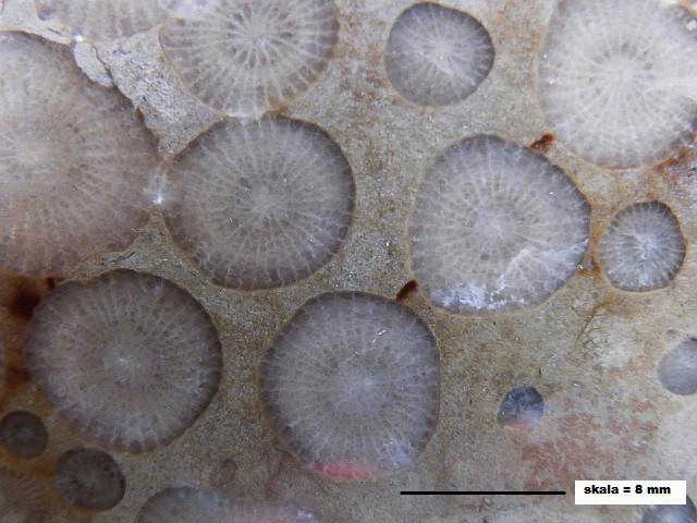 Entelophyllum - koralowiec czteropromienny (Rugosa)