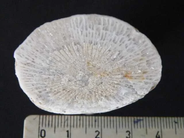 Paliphyllum - koralowiec czteropromienny (Rugosa)