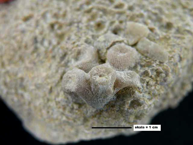 koralowiec czteropromienny (Rugosa)