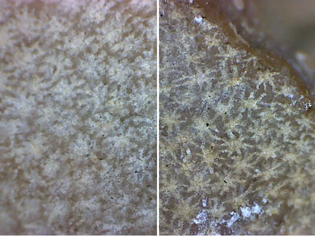 Thecia swinderniana - koralowiec denkowy (Tabulata)