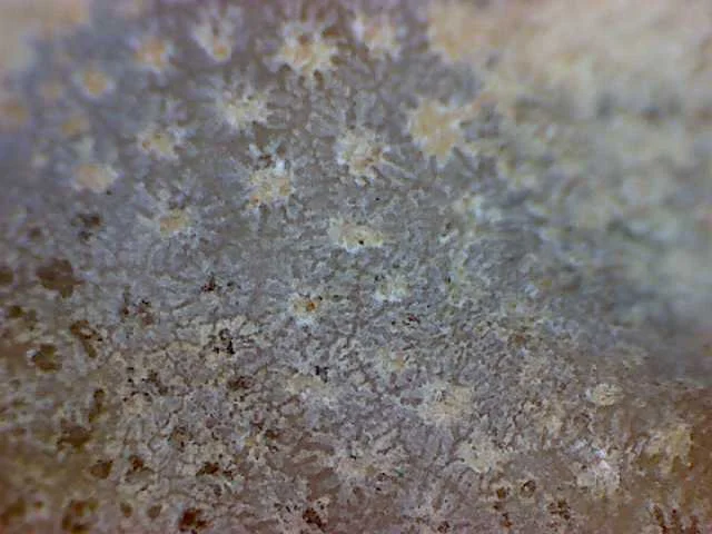 Thecia podolica - koralowiec denkowy (Tabulata)