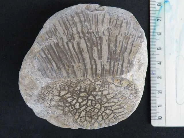 Catenipora vespertina - koralowiec denkowy (Tabulata)