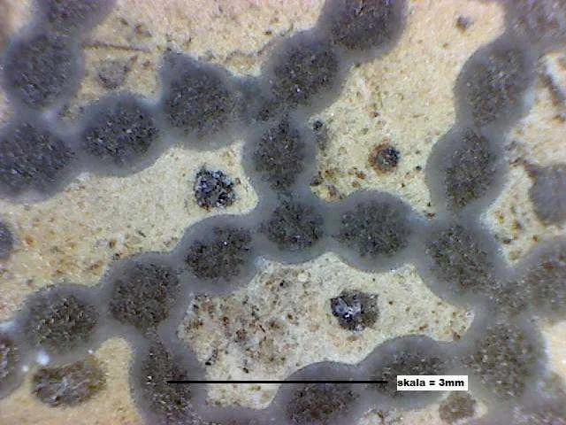 Catenipora vespertina - koralowiec denkowy (Tabulata)
