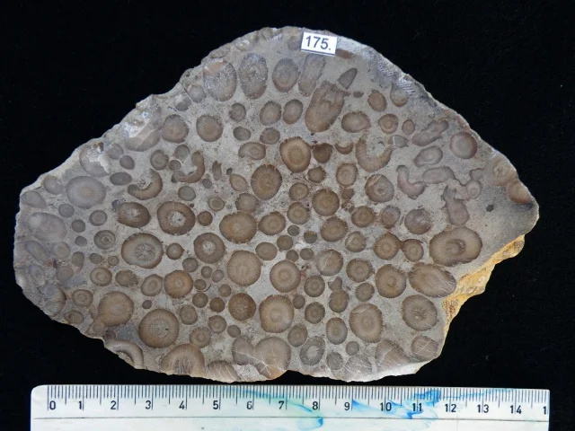 Entelophyllum articulatum? - kolonia koralowców czteropromiennych (Rugosa)