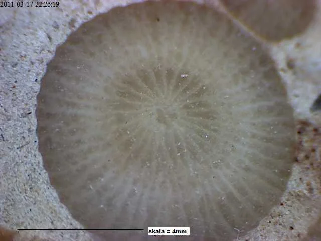 Entelophyllum articulatum? - kolonia koralowców czteropromiennych (Rugosa)