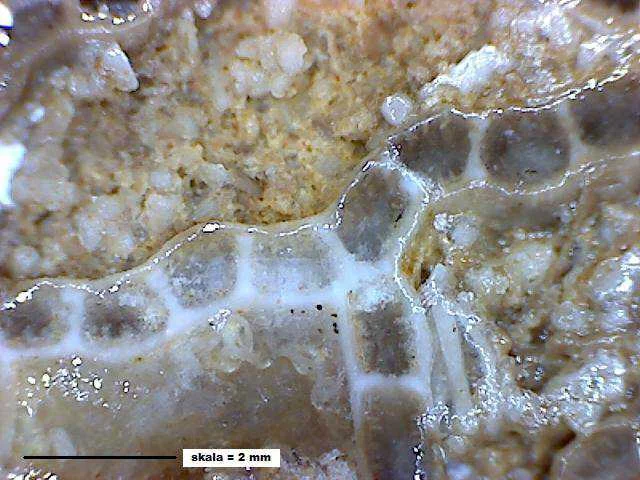 Eocatenipora - koralowiec denkowy (Tabulata)