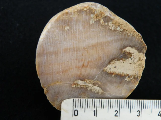 Favosites hisingeri - koralowiec denkowy (Tabulata)